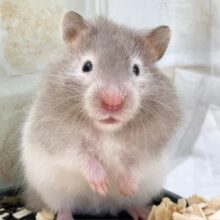 セーブルハムスター（バンデット）　あわ～い毛色のほわほわちゃんです！