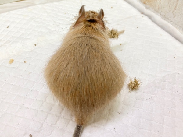 デグー