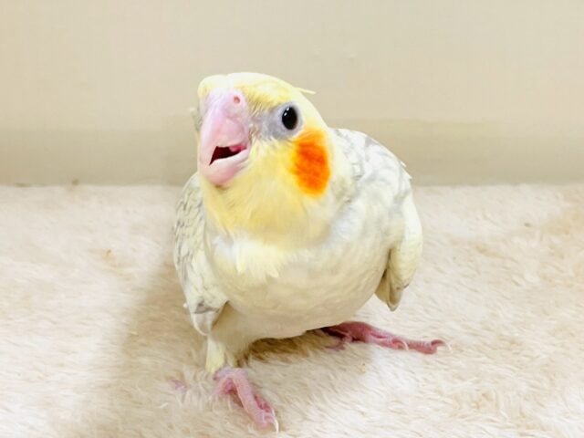 オカメインコ