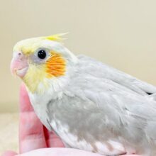 ふんわり優しげ淡いカラー💕オカメインコ(シナモン)(ヒナ)