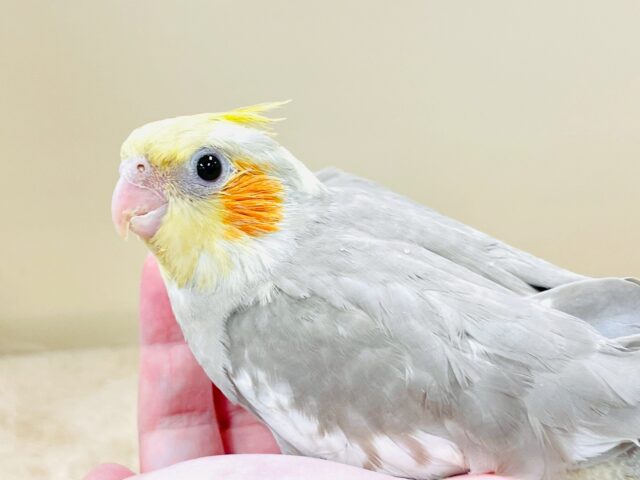 ふんわり優しげ淡いカラー💕オカメインコ(シナモン)(ヒナ)