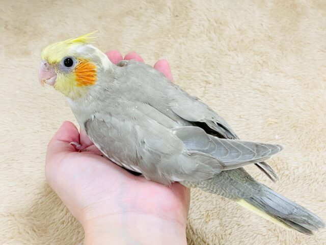 オカメインコ