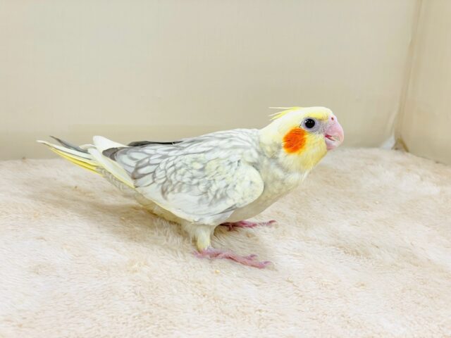 オカメインコ