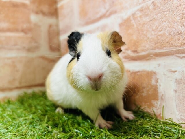 可愛いモルちゃんがやってきましたよ～🎵💗　イングリッシュモルモット