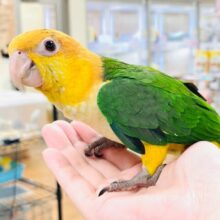 元気いっぱい成長中💛💚シロハラインコ（女の子）ヒナ