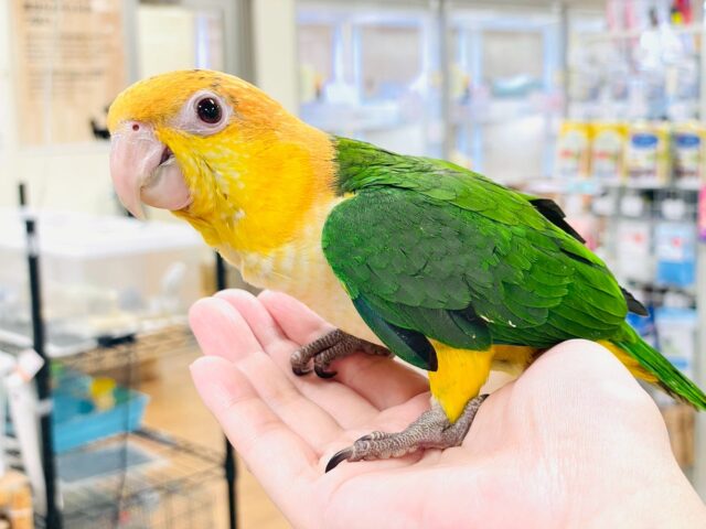 元気いっぱい成長中💛💚シロハラインコ（女の子）ヒナ