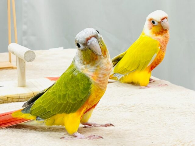 ホオミドリウロコインコ