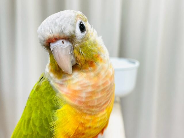 ホオミドリウロコインコ