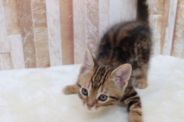 ブラウンの綺麗な毛色のあまえんぼアメショちゃん🤎2025年8月31日生まれ 男の子 アメリカンショートヘア