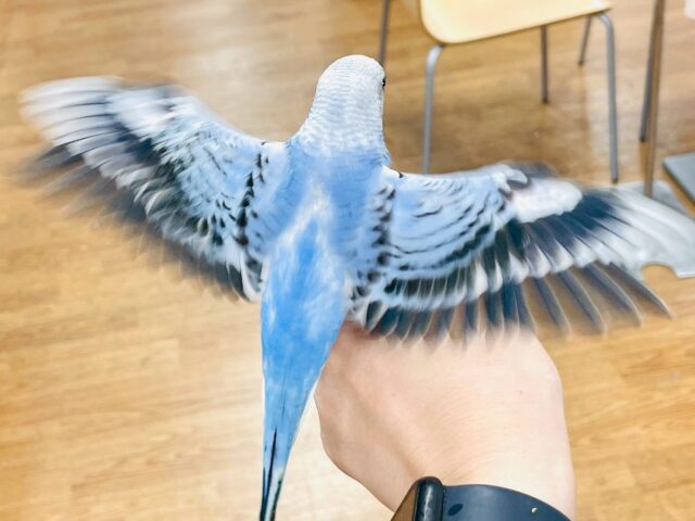 セキセイインコ