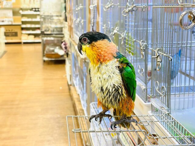 【最新動画】黒い頭が魅力的な元気っ子💕ズグロシロハラインコ(男の子) ズグロシロハラインコ