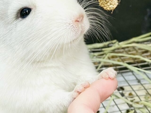 【最新画像更新🪄︎︎✨】可愛さフル稼働❣️もふっとまんまるチンチラちゃん(パイド)女の子 チンチラ