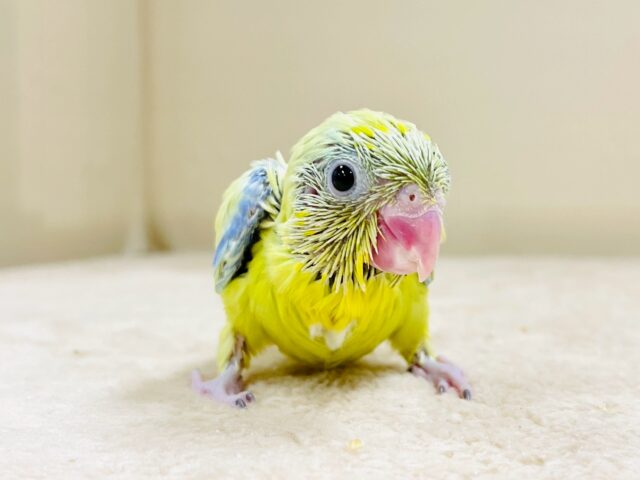 マメルリハ