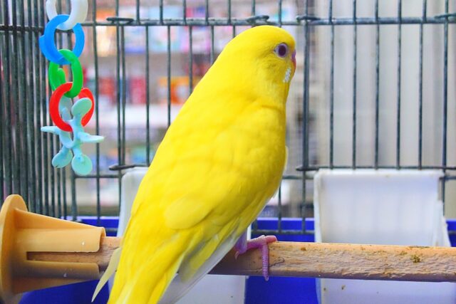 最新画像になりますっ☆ ぴょんと出て、ふわっとなってー、ぽーっとする🐣🌟 セキセイインコ(ルチノー) セキセイインコ