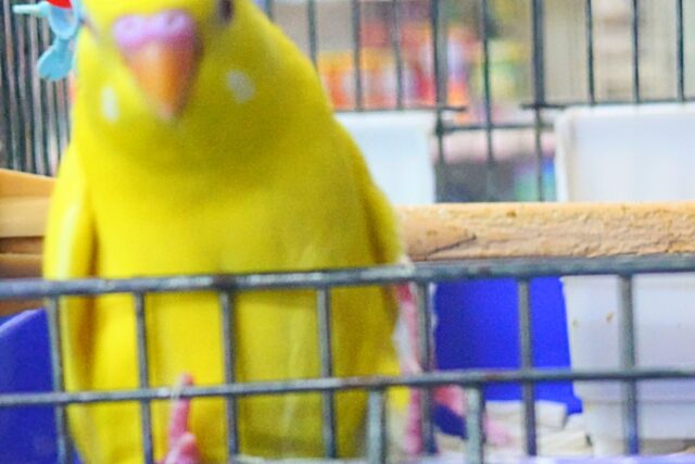 最新画像になりますっ☆ ぴょんと出て、ふわっとなってー、ぽーっとする🐣🌟 セキセイインコ(ルチノー) セキセイインコ