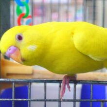 最新画像になりますっ☆　ぴょんと出て、ふわっとなってー、ぽーっとする🐣🌟　セキセイインコ（ルチノー）