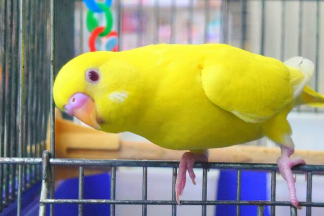 最新画像になりますっ☆ ぴょんと出て、ふわっとなってー、ぽーっとする🐣🌟 セキセイインコ(ルチノー) セキセイインコ