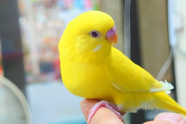 最新画像になりますっ☆ ぴょんと出て、ふわっとなってー、ぽーっとする🐣🌟 セキセイインコ(ルチノー) セキセイインコ