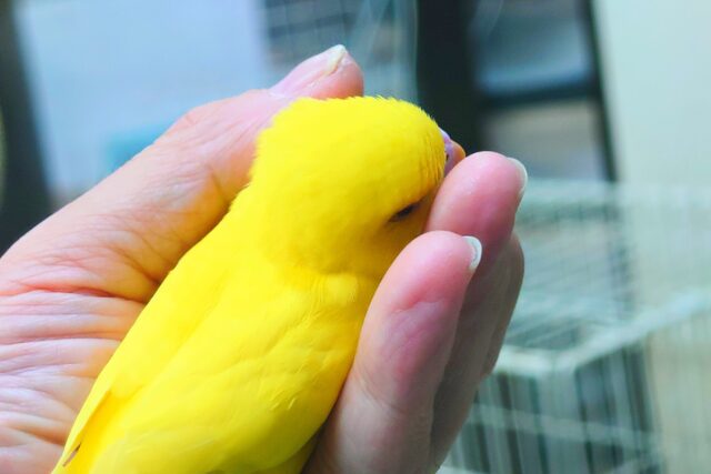 最新画像になりますっ☆ ぴょんと出て、ふわっとなってー、ぽーっとする🐣🌟 セキセイインコ(ルチノー) セキセイインコ
