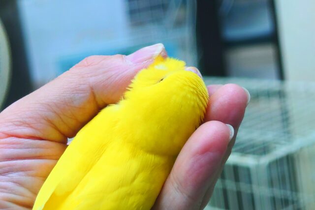 最新画像になりますっ☆ ぴょんと出て、ふわっとなってー、ぽーっとする🐣🌟 セキセイインコ(ルチノー) セキセイインコ