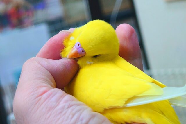 最新画像になりますっ☆ ぴょんと出て、ふわっとなってー、ぽーっとする🐣🌟 セキセイインコ(ルチノー) セキセイインコ