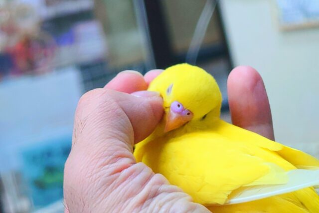 最新画像になりますっ☆ ぴょんと出て、ふわっとなってー、ぽーっとする🐣🌟 セキセイインコ(ルチノー) セキセイインコ