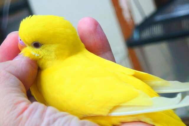最新画像になりますっ☆ ぴょんと出て、ふわっとなってー、ぽーっとする🐣🌟 セキセイインコ(ルチノー) セキセイインコ