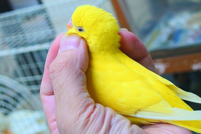 最新画像になりますっ☆ ぴょんと出て、ふわっとなってー、ぽーっとする🐣🌟 セキセイインコ(ルチノー) セキセイインコ