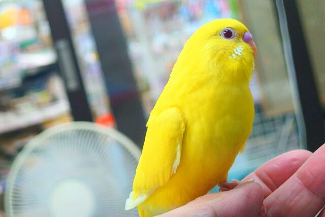 最新画像になりますっ☆ ぴょんと出て、ふわっとなってー、ぽーっとする🐣🌟 セキセイインコ(ルチノー) セキセイインコ