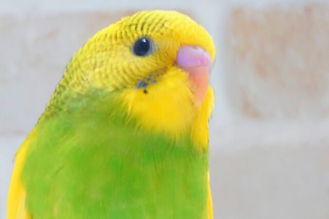 最新画像になります☆テンション上がり、足ポッポあたたかさん~ セキセイインコ パイド~~ セキセイインコ