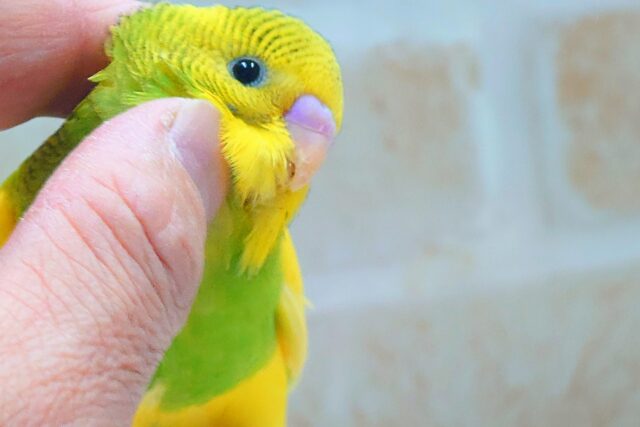 最新画像になります☆テンション上がり、足ポッポあたたかさん~ セキセイインコ パイド~~ セキセイインコ