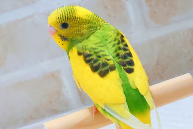 最新画像になります☆テンション上がり、足ポッポあたたかさん~ セキセイインコ パイド~~ セキセイインコ