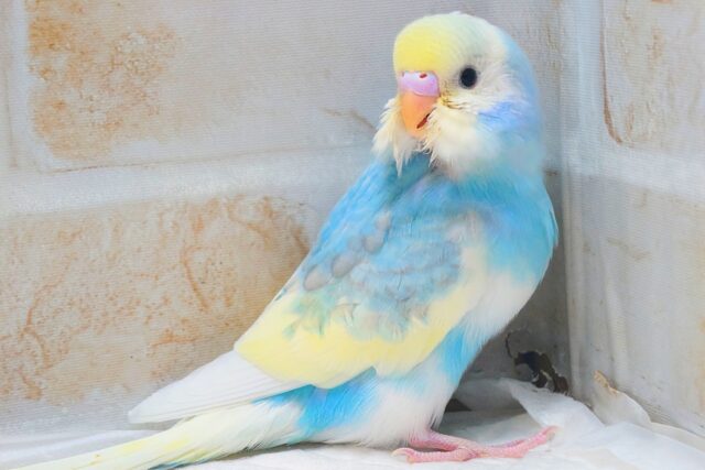 最新画像になります☆シュワシュワレインボー🌈🫧🫧 セキセイインコ(パステルレインボーパイド) セキセイインコ
