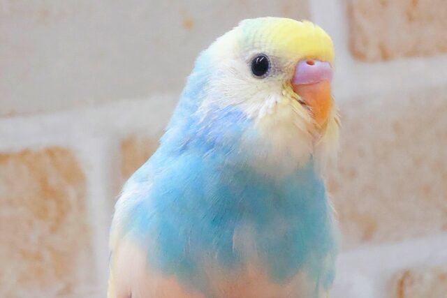 最新画像になります☆シュワシュワレインボー🌈🫧🫧 セキセイインコ(パステルレインボーパイド) セキセイインコ