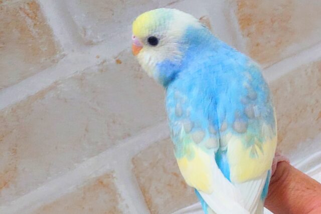 最新画像になります☆シュワシュワレインボー🌈🫧🫧 セキセイインコ(パステルレインボーパイド) セキセイインコ