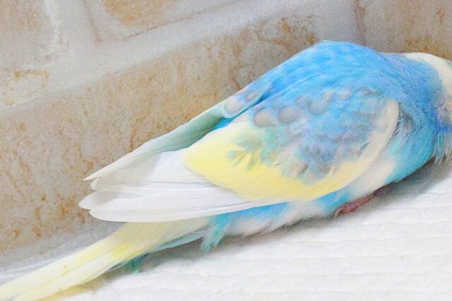 最新画像になります☆シュワシュワレインボー🌈🫧🫧 セキセイインコ(パステルレインボーパイド) セキセイインコ