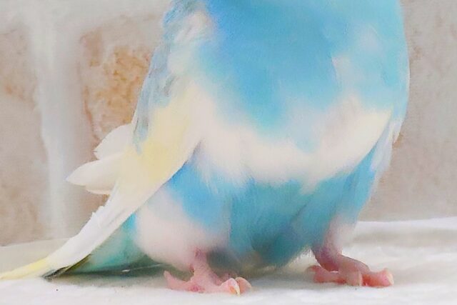 最新画像になります☆シュワシュワレインボー🌈🫧🫧 セキセイインコ(パステルレインボーパイド) セキセイインコ