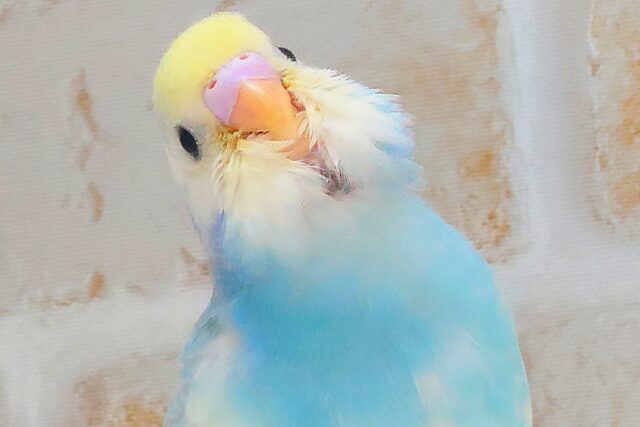 最新画像になります☆シュワシュワレインボー🌈🫧🫧 セキセイインコ(パステルレインボーパイド) セキセイインコ