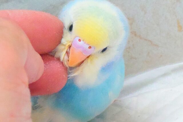 最新画像になります☆シュワシュワレインボー🌈🫧🫧 セキセイインコ(パステルレインボーパイド) セキセイインコ