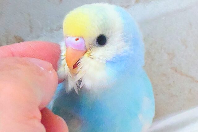 最新画像になります☆シュワシュワレインボー🌈🫧🫧 セキセイインコ(パステルレインボーパイド) セキセイインコ