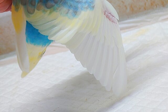 最新画像になります☆シュワシュワレインボー🌈🫧🫧 セキセイインコ(パステルレインボーパイド) セキセイインコ
