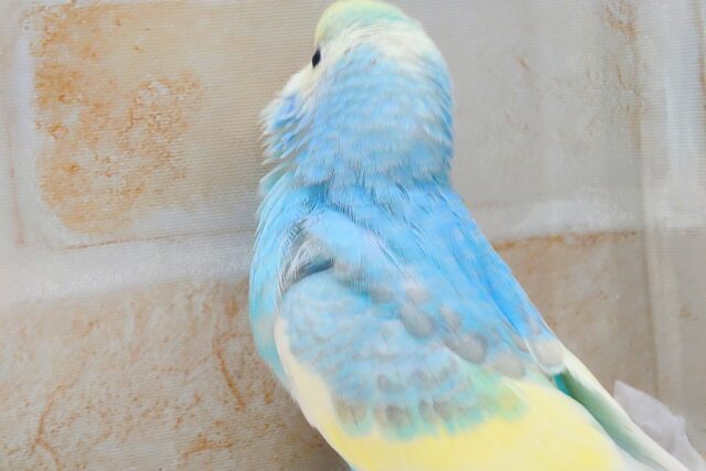 最新画像になります☆シュワシュワレインボー🌈🫧🫧 セキセイインコ(パステルレインボーパイド) セキセイインコ