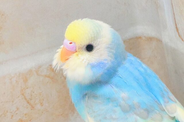 最新画像になります☆シュワシュワレインボー🌈🫧🫧 セキセイインコ(パステルレインボーパイド) セキセイインコ