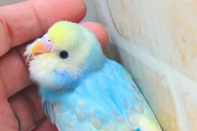最新画像になります☆シュワシュワレインボー🌈🫧🫧 セキセイインコ(パステルレインボーパイド) セキセイインコ