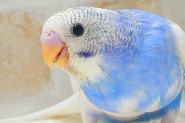 最新画像になります☆キレイなドヤ顔〜🪽🩵 セキセイインコ（ブルーパイド）