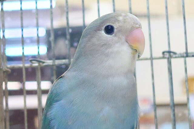 最新画像になります☆特別感、いっぱい☆彡 コザクラインコ(ブルー コザクラインコ(小桜インコ)