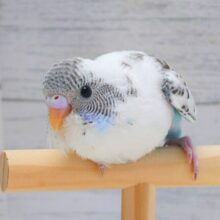 最新画像になります☆キュートなワタワタおパンツ履いて🩵　セキセイインコ（白ハルクイン）