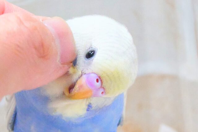 最新画像になります☆まったりがお好きっ✨✨ セキセイインコ(パステルレインボースパングル) セキセイインコ