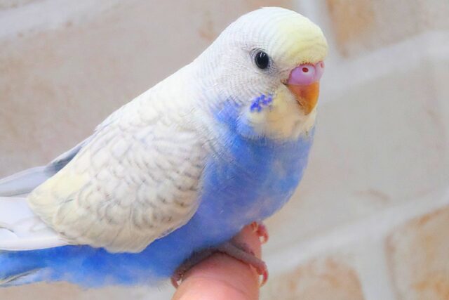 最新画像になります☆まったりがお好きっ✨✨ セキセイインコ(パステルレインボースパングル) セキセイインコ
