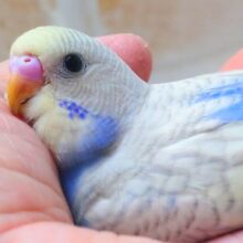 最新画像になります☆まったりがお好きっ✨✨　セキセイインコ（パステルレインボースパングル）